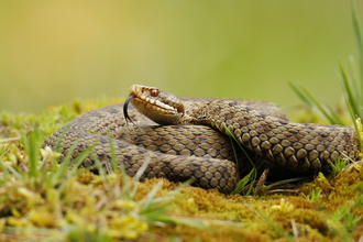 Adder