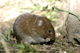 Bank vole