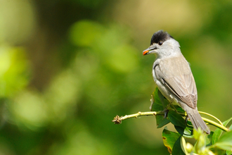 Blackcap male