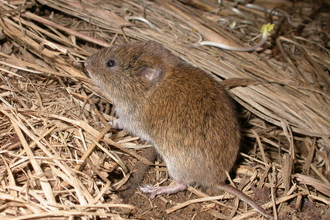 Field vole