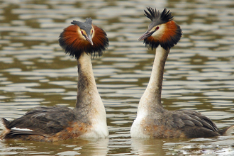 Great Crested Grebe