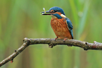 Kingfisher