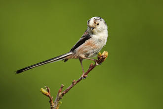 Long-tailed tit