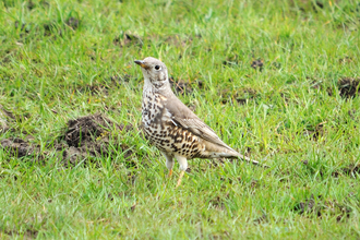 Mistle thrush