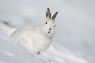 Mountain hare