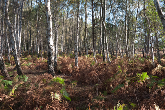 Lowland dry oak and birch wood