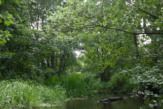 Wet woodland