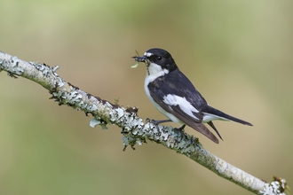 Pied flycatcher male