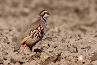 Red-legged partridge standing on a field of bare soil