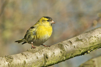 Siskin