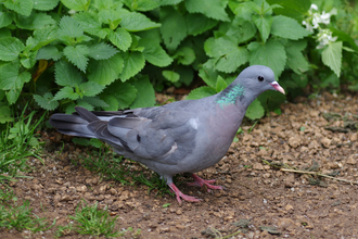 Stock dove