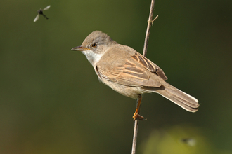 Whitethroat