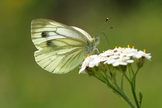 Green-veined White