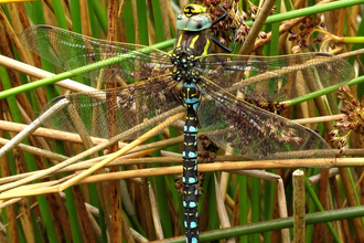 Common Hawker