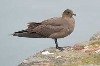 Arctic Skua