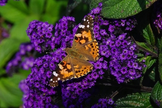 Painted Lady butterfly