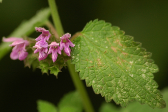 Black Horehound