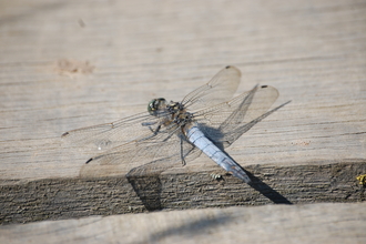 Black-tailed Skimmer male