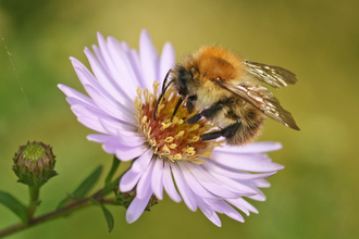 Common Carder Bee