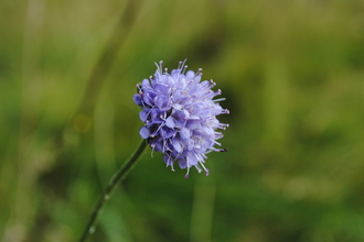 Devil's-bit Scabious