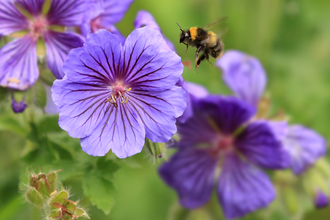 Early Bumblebee