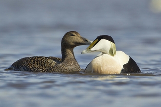 Eider