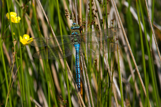 Emperor Dragonfly