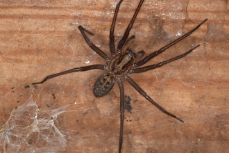 Giant House Spider