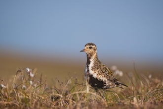 Golden Plover