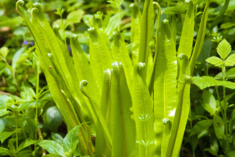 Hart's-tongue Fern