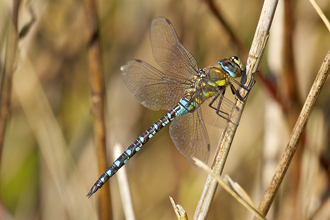 Migrant Hawker