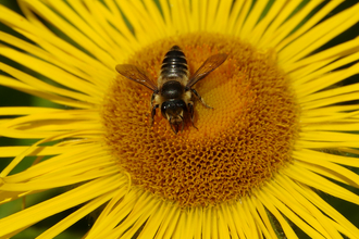 Patchwork Leaf-cutter Bee