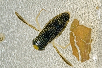 Lesser Water Boatman