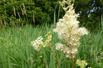 Meadowsweet