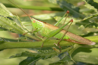 Long-winged Conehead