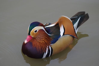 Mandarin Duck