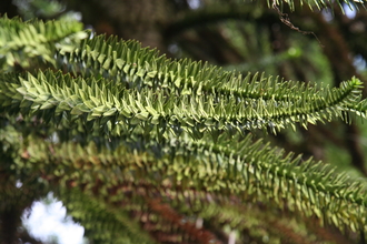 Monkey-puzzle