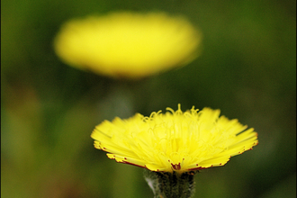 Mouse-ear Hawkweed