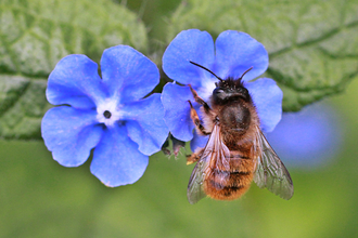 Red Mason Bee