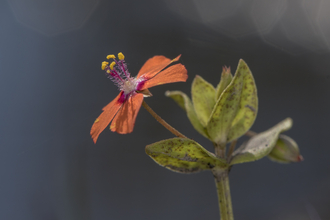 Scarlet Pimpernel