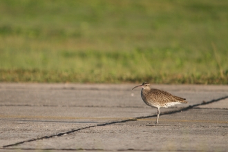 Whimbrel