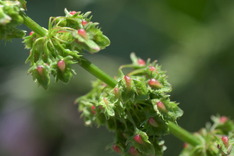 Broad-leaved Dock