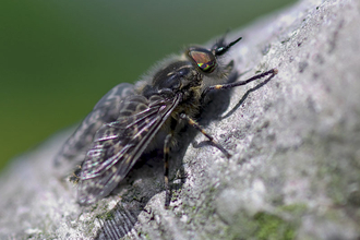 Notch-horned Cleg-fly