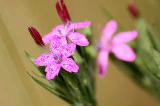 Deptford Pink