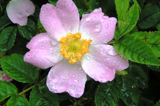 Dog-rose