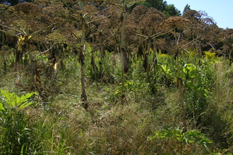 Giant Hogweed