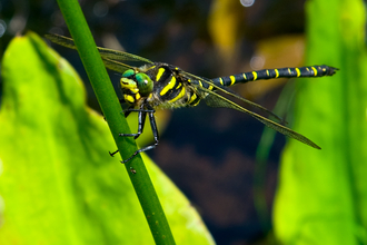 Golden-ringed Dragonfly