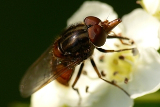 Heineken Fly