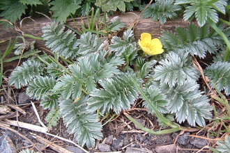 Silverweed