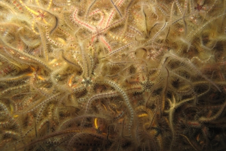 Common Brittlestars